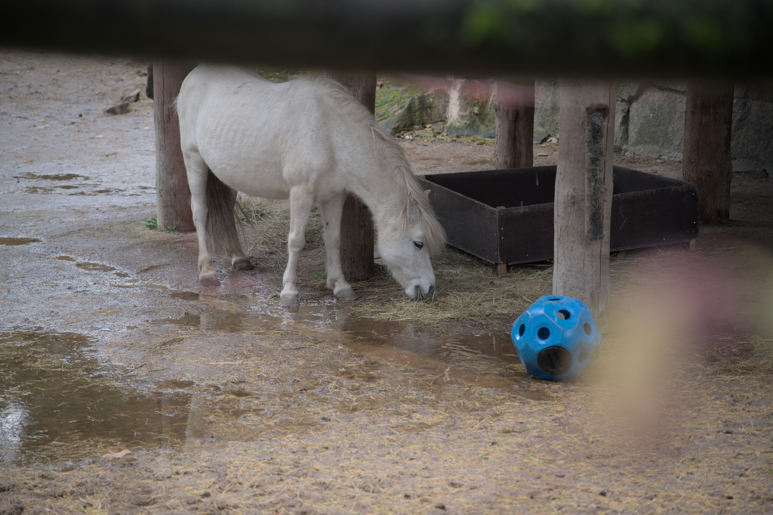 2025/10/12 - zoo/DSC_0357.jpg